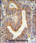 RPL17 Antibody (C-term)